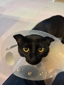 ２０２６年１月topics